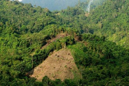 3 Contoh Pemanfaatan Hutan yang Berkelanjutan bagi Makhluk Hidup