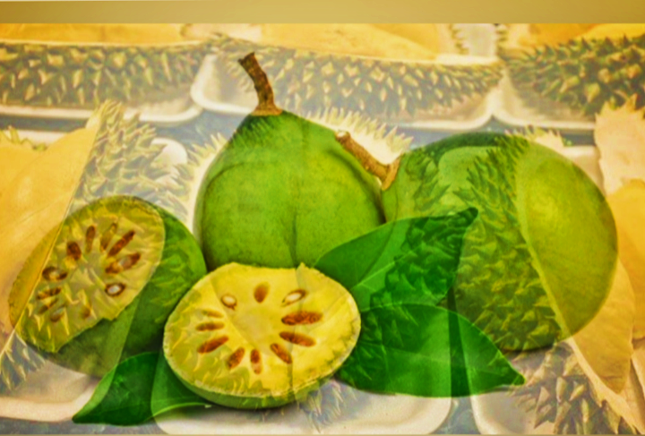 Durian Berbuah Maja