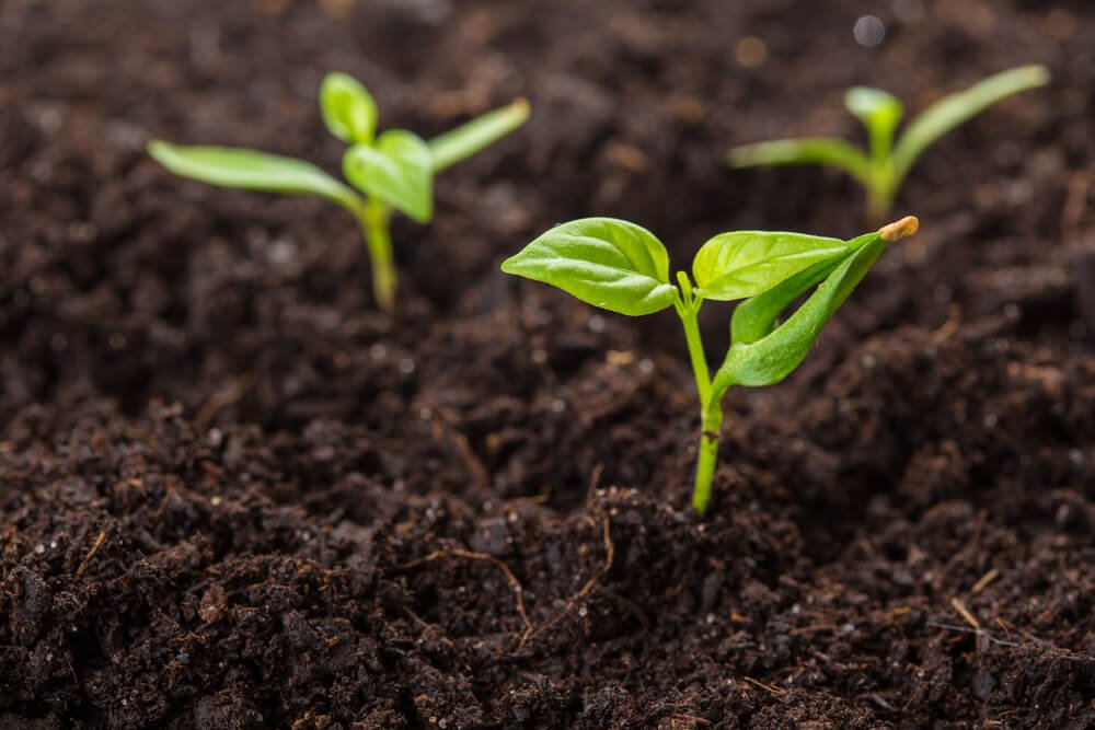 Jarang Diketahui! Cara Menanam Biji Cabai agar Cepat Tumbuh dan Tidak Mudah Mati