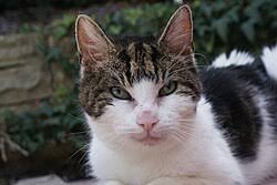 Seandainya Hewan Bisa Bicara: Mungkin Mereka Sudah Lama Protes tentang Kita