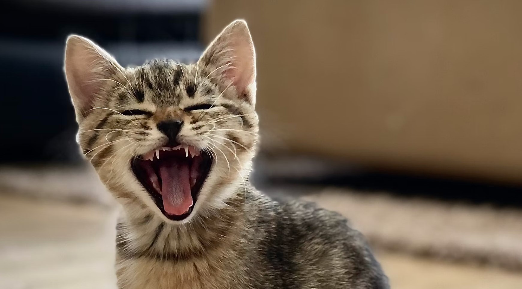 7 Cara Merawat Kucing agar Sehat, Aktif, dan Bahagia di Rumah