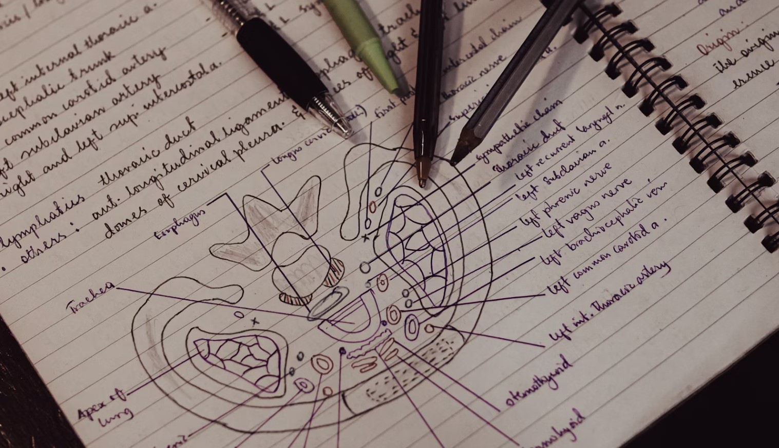 Materi TKA Biologi SMA: Kisi-Kisi, Pokok Bahasan, dan Strategi Belajarnya