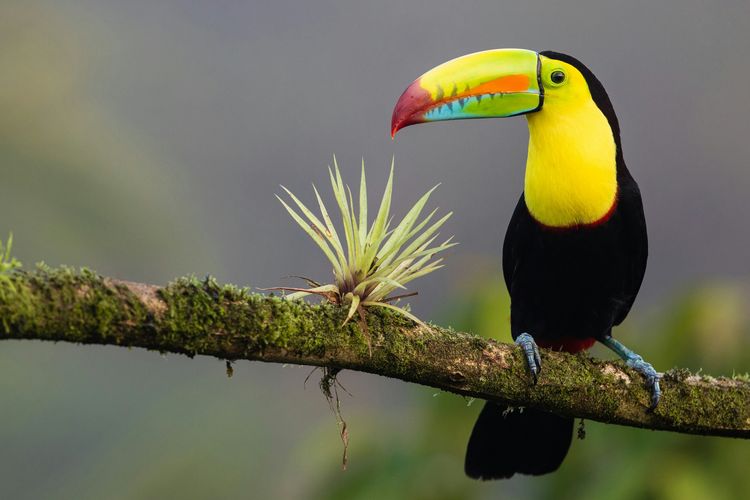 Birdwatching Diprediksi Jadi Tren Wisata 2027, Ini 10 Destinasi Terbaik Dunia