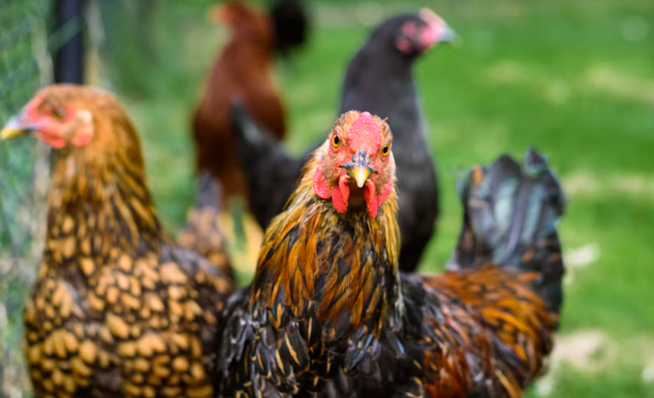 Ayam Kampung, Dagingnya Dikenal Gurih dan Ternyata Punya Sejumlah Keunggulan, Yuk Disimak!
