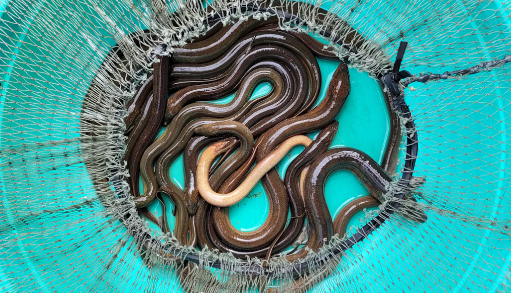 Sering Dijadikan Lauk, Ini Alasan Belut Layak Masuk Menu Makanan Sehari-hari