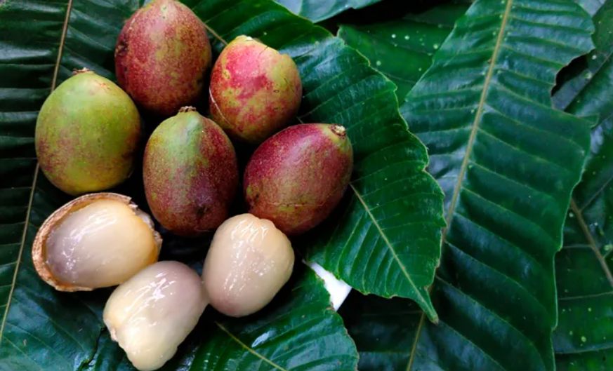 7 Fakta Unik Buah Matoa dari Papua, Buah Tropis dengan Rasa yang Khas
