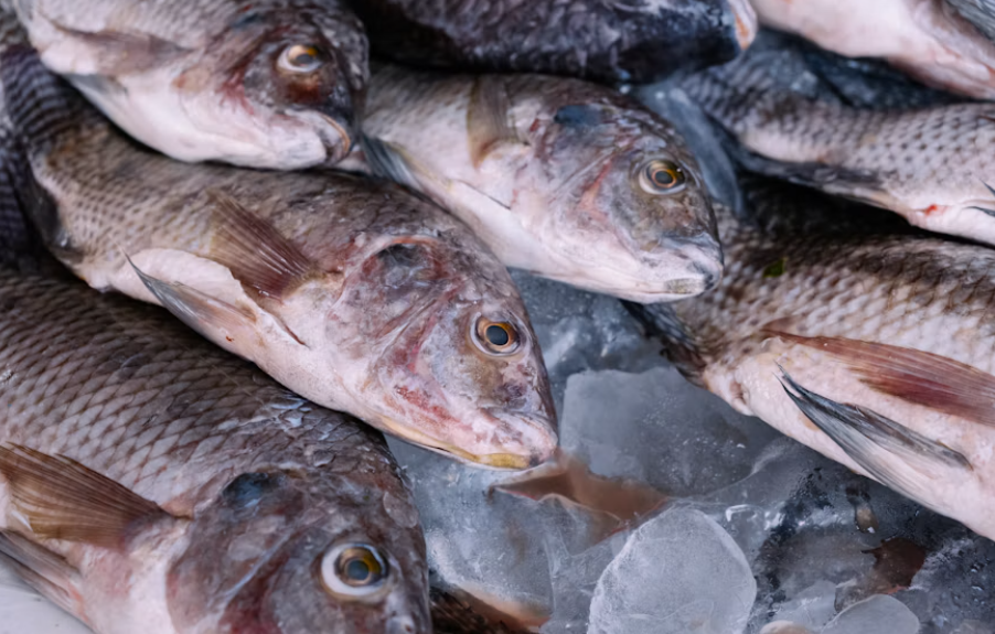 Ikan Nila Bukan Sekadar Lauk Murah, Ini Kandungan Gizi dan Manfaatnya bagi Tubuh