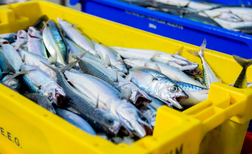 Ikan Kembung vs Salmon, Mana yang Lebih Bergizi? Ini Perbandingannya